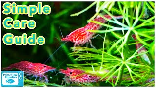 Cherry Shrimp Care and Breeding Neocaridina Species Profile [upl. by Cassiani255]