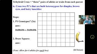 Trihybrid Punnett Square Cross [upl. by Epifano329]