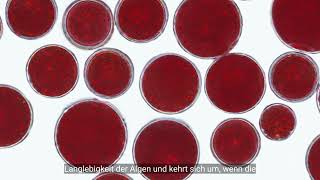 Astaxanthin von AstaReal® [upl. by Zap]