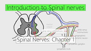 Spinal Nerves Introduction  Nervous system  4K  Chapter 1 [upl. by Templa]