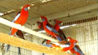 Parrot Facts  Crimson Rosella aviary [upl. by Sert]