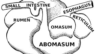 Digestive Systems of Livestock Anatomy [upl. by Leumel]