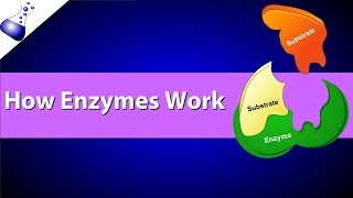 How Enzymes Work [upl. by Hnid]