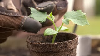 How to Grow From Seed  Mitre 10 Easy As Garden [upl. by Ephram]