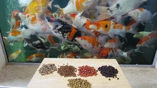 Koi Food Pellets  What Pellets I Feed My Koi [upl. by Eyde771]