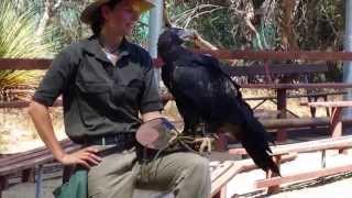 Wedge Tailed Eagle [upl. by Selemas]