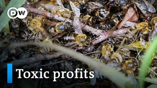 Bayer and the bees  DW Documentary [upl. by Ardys]