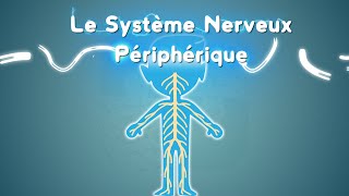 Neurolexique 3  Le Système Nerveux Périphérique [upl. by Atiram617]