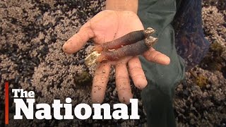 Gooseneck barnacles booming off BC coast [upl. by Hatnamas]