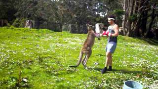 Man VS Kangaroo ROUND 2 [upl. by Novla414]