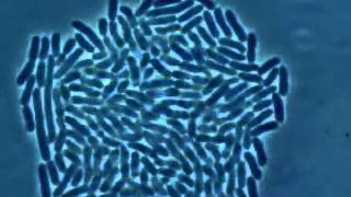 How a Bacterial Colony Forms [upl. by Adliw311]