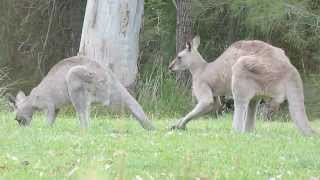 Australian Wildlife Courting Kangaroos [upl. by Montana]