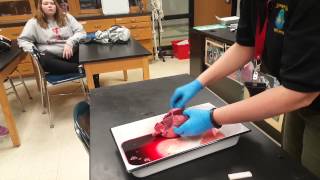 Deer Heart Dissection [upl. by Anilorak402]