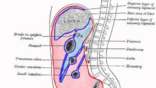 Peritoneal Cavity  Part 1  Anatomy Tutorial [upl. by Namar]