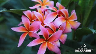 Propagating Frangipani aka Plumeria Cuttings [upl. by Danais786]