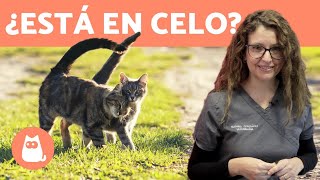 CELO en GATAS 🐱 ¿Cuándo empieza ¿Síntomas TODAS LAS RESPUESTAS [upl. by Rhiamon]