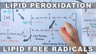 Mechanism of Lipid Peroxidation [upl. by Anuhsal306]