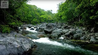 10 Hours Of Relaxing Jungle Sounds  Planet Earth II  BBC Earth Explore [upl. by Ligriv]