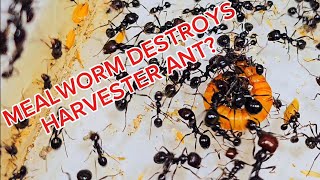 UPDATE Harvester Ant Messor Barbarus CARE [upl. by Damiano]