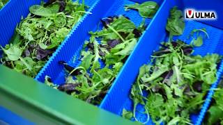 ULMAs new vertical VFFS for packing fresh herbs and light leaf salads Venturi™ [upl. by Mariejeanne441]