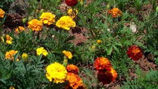 How to Grow Marigolds from Seed [upl. by Monagan]