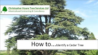 How to identify a Cedar Tree [upl. by Ayarahs694]