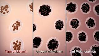 How We Get Our Skin Color  HHMI BioInteractive Video [upl. by Haidebej]