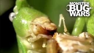 Destructive Katydid Vs Tent Spider  MONSTER BUG WARS [upl. by Utley]