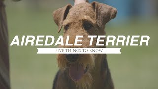 AIREDALE TERRIER FIVE THINGS YOU SHOULD KNOW [upl. by Donnamarie]