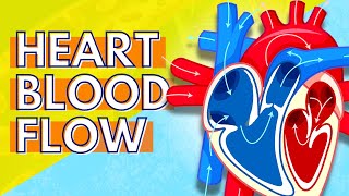 How Blood Flows Through the Heart [upl. by Aloel]