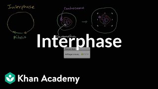 Interphase  Cells  MCAT  Khan Academy [upl. by Youngman934]