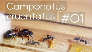 Camponotus cruentatus  01  Introduction amp AlienMonster Footage [upl. by Cally]