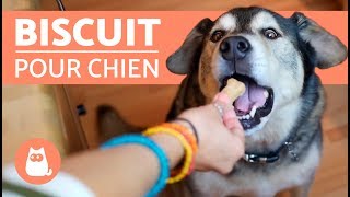 Recette de biscuit pour chien  Avec seulement 3 ingrédients [upl. by Ellennad]