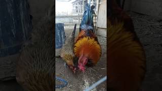 Cold Morning feeding New gamefowl yard [upl. by Calvano]