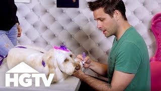 A Day at a Luxury Dog Hotel  See J Work  HGTV [upl. by Marler876]