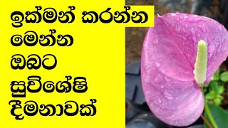 ඇන්තූරියම් නිවසටම ගෙන්වාගනිමු  beautiful anthurium  anthurium wagawa sinhala  ඇන්තූරියම් වගාව [upl. by Alekim]