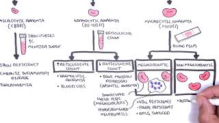 Anaemia anemia  classification microcytic normocytic and macrocytic and pathophysiology [upl. by Ailina]