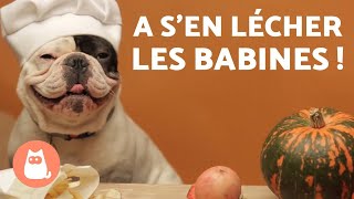 4 RECETTES pour CHIEN 🐶 Gâteau Friandise Biscuit et MUFFIN [upl. by Aloivaf562]