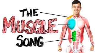 The Muscle Song Memorize Your Anatomy  SCIENCE SONGS [upl. by Annairt868]