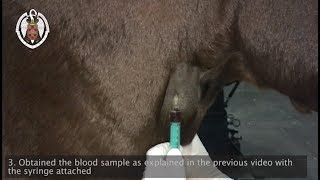 Collection of venous blood sample in the horse [upl. by Jordanson]