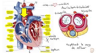 Le système cardiovasculaire [upl. by Htebazileyram]