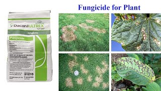 Daconil Ultrex Turf Care Fungicide [upl. by Animahs]