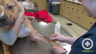 How to Do a Canine Cephalic Vein Blood Collection [upl. by Adroj42]