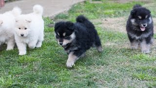 Finnish Lapphund Puppies  6 weeks  Armahani Iolite Litter [upl. by Ruthie]