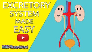 Excretory System  Educational Videos for Kids [upl. by Oisor]