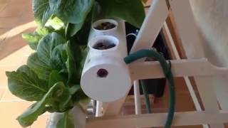 Hydroponics for beginners [upl. by Lesna]