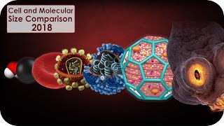 Cell and molecular Size Comparison [upl. by Nollahs]