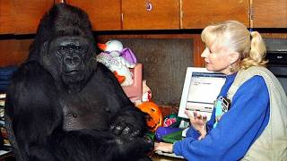 Gorilla That Can Talk Said Something Shocking About Humans – You Won’t Believe It [upl. by Bean]