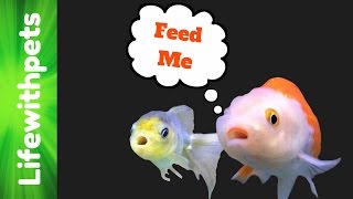 How To Feed Goldfish [upl. by Atiuqram]