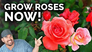 Growing Roses A Complete Beginners Guide [upl. by Klaus]